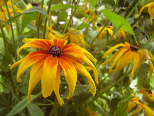 Картинка цветы рудбекия