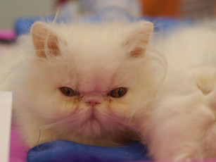 Картинка кот выставки 10 животные коты