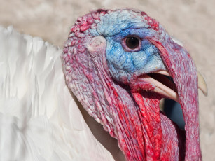 Картинка животные индюки