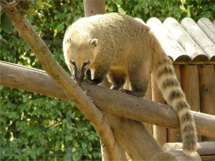 обоя животные, коати, носухи