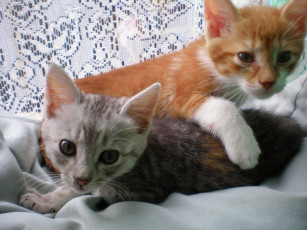 Картинка животные коты