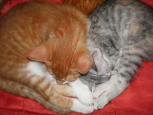 Картинка животные коты