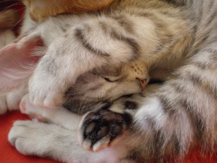 Картинка животные коты