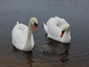 Картинка животные лебеди