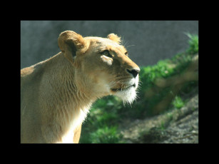 Картинка животные львы