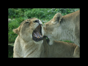Картинка животные львы