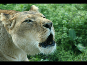 Картинка животные львы