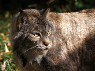 Картинка животные рыси