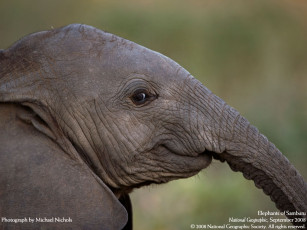 Картинка животные слоны