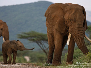 Картинка животные слоны