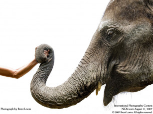 Картинка животные слоны