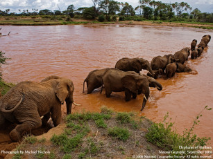 Картинка животные слоны