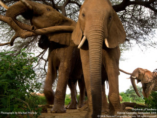 Картинка животные слоны