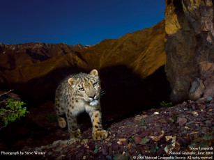 Картинка животные снежный барс ирбис