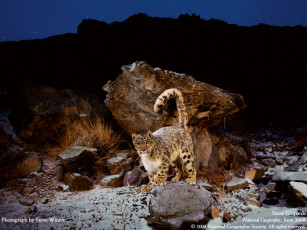 Картинка животные снежный барс ирбис