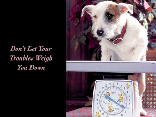 Картинка животные собаки