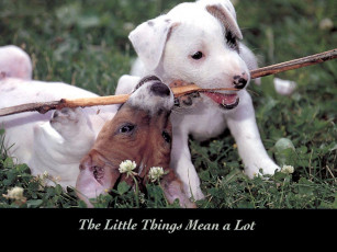 Картинка животные собаки