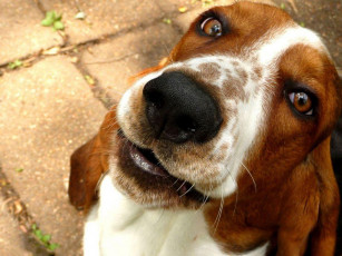 Картинка животные собаки