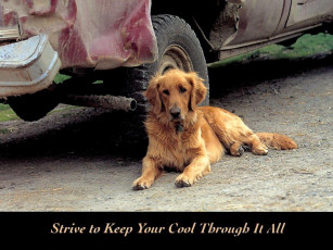 Картинка животные собаки