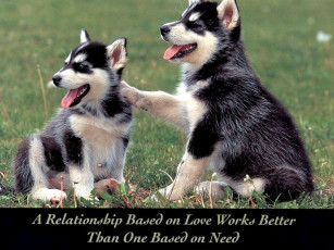 Картинка животные собаки