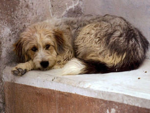 Картинка животные собаки