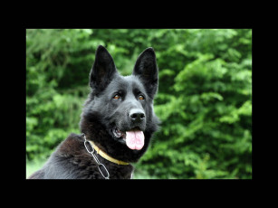 Картинка животные собаки