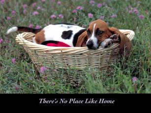 Картинка животные собаки