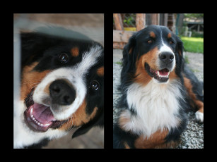 Картинка животные собаки