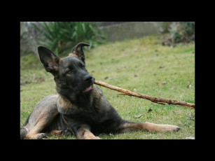 Картинка животные собаки