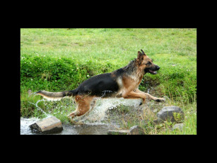 Картинка животные собаки