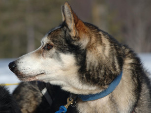 Картинка животные собаки