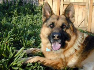 Картинка животные собаки