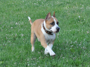 Картинка животные собаки