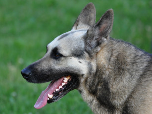 Картинка животные собаки