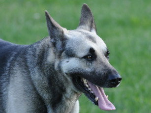 Картинка животные собаки