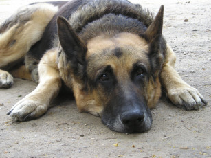 Картинка животные собаки