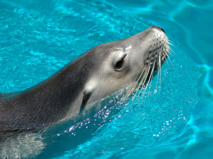 Картинка животные тюлени морские львы котики