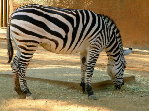 Картинка животные зебры