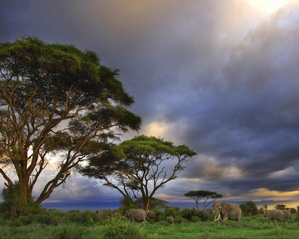 Обои картинки фото животные, слоны