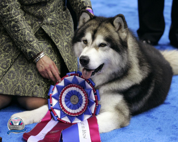 Обои картинки фото животные, собаки