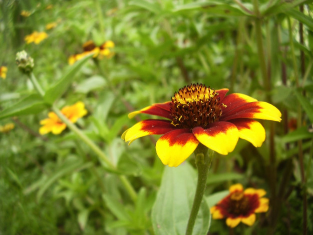 Обои картинки фото цветы, гайлардии, гелениумы