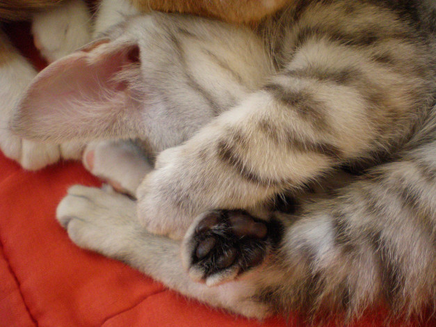 Обои картинки фото животные, коты