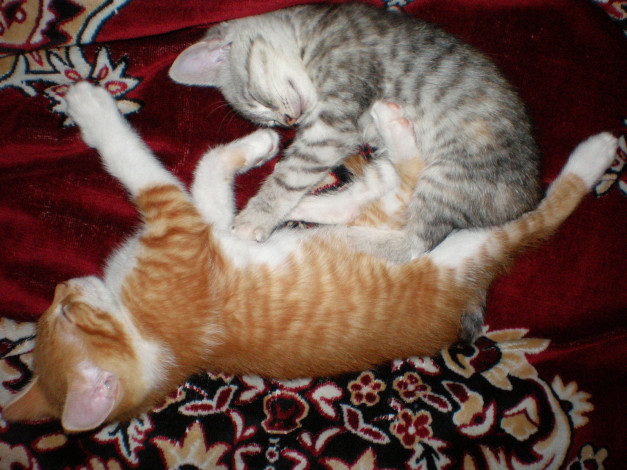 Обои картинки фото животные, коты