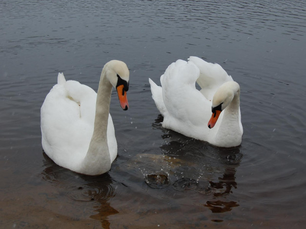 Обои картинки фото животные, лебеди