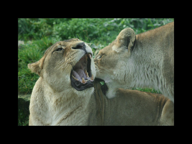 Обои картинки фото животные, львы
