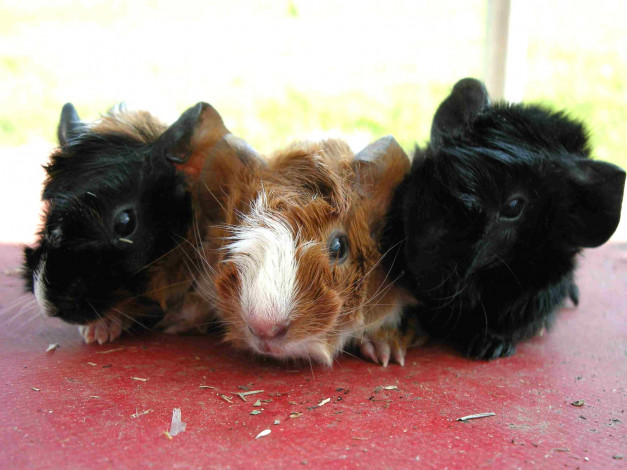 Обои картинки фото животные, морские, свинки, хомяки