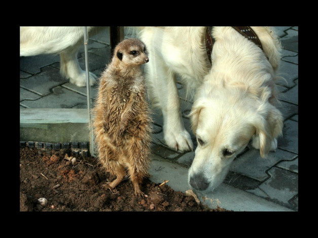 Обои картинки фото животные, разные, вместе