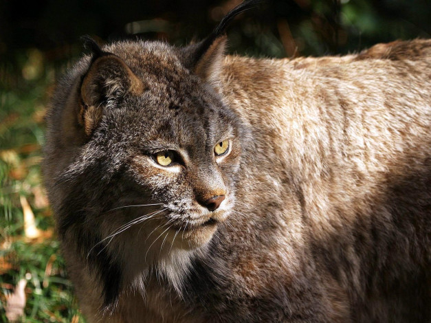 Обои картинки фото животные, рыси