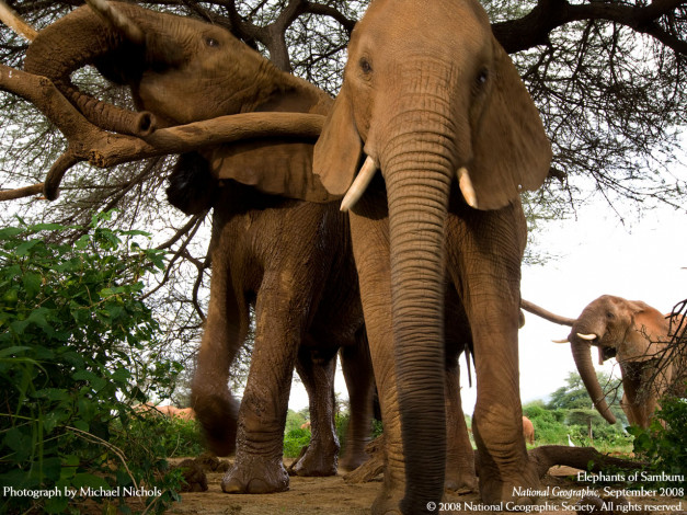 Обои картинки фото животные, слоны