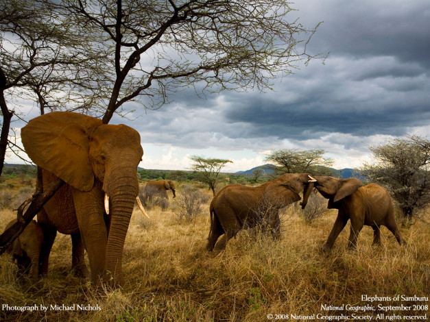 Обои картинки фото животные, слоны